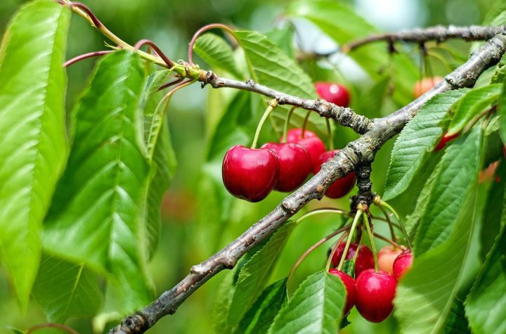Anh đào chín mọng, thành quả của nghề trồng cây ăn trái