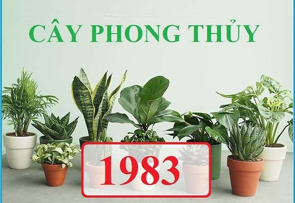 Bàn làm việc hợp phong thủy tuổi Quý Hợi với cây cảnh may mắn