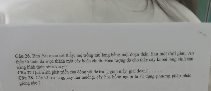 Bé An quan sát mẹ trồng rau lang bằng một đoạn thân trong không gian sống xanh