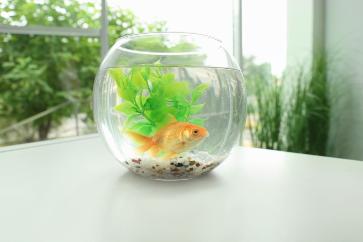 Bể cá cảnh mini hình tròn phong cách tối giản cho không gian làm việc