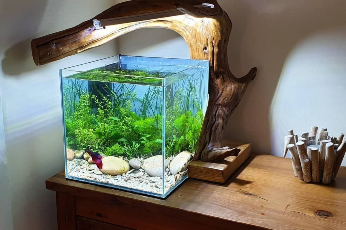 Bể cá để bàn làm việc với đèn LED tích hợp, tăng cường vẻ đẹp