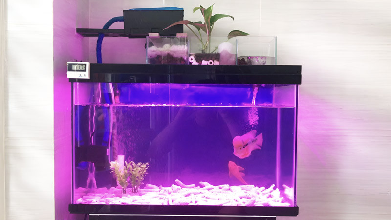 Bể cá mini để bàn làm việc chuyên biệt cho cá La Hán