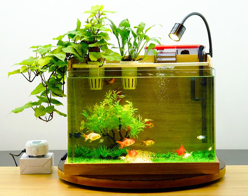 Bể cá mini để bàn làm việc viền gỗ ấm cúng