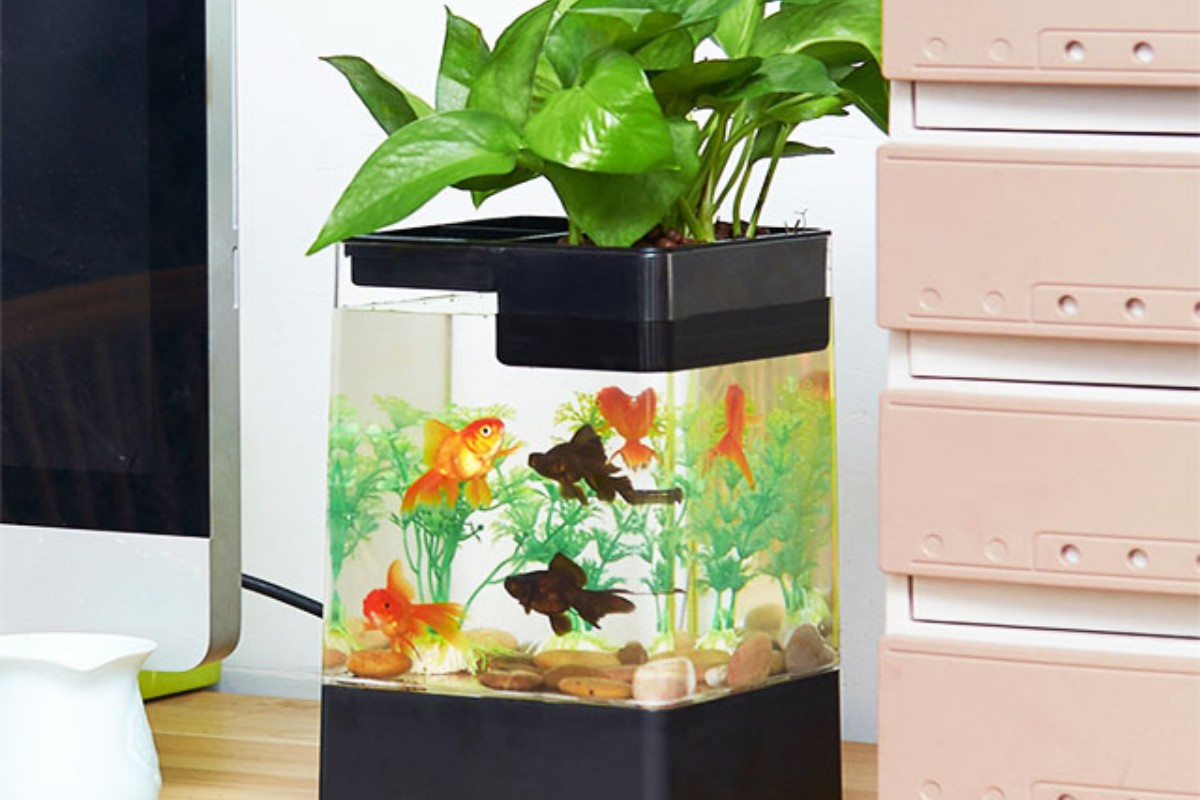 Bể cá mini đúc thủy sinh trong suốt, dễ dàng trang trí và quan sát