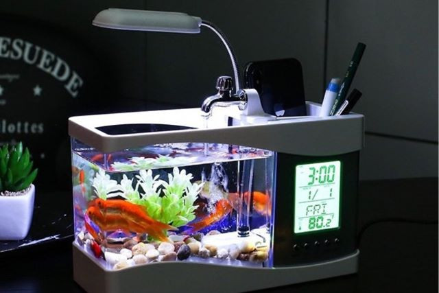 Bể cá mini giúp cân bằng năng lượng và thư giãn khi bày trí bàn làm việc