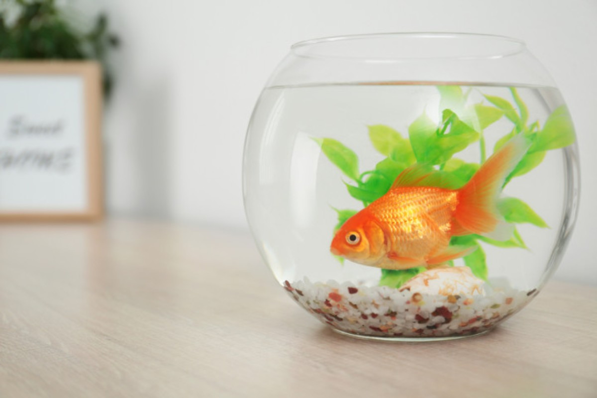 Bể cá mini hình tròn nhỏ gọn trang trí bàn làm việc