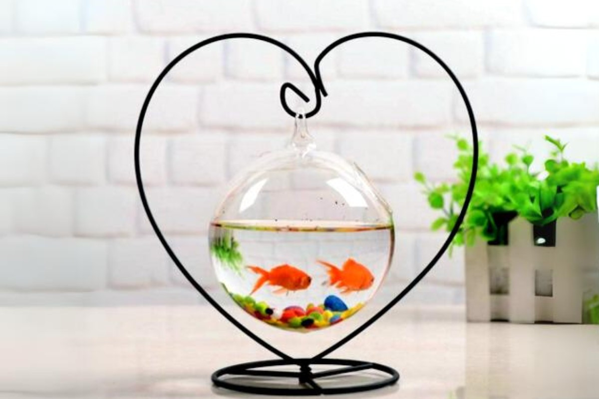 Bể cá nhỏ dạng treo với cây xanh và sỏi trang trí