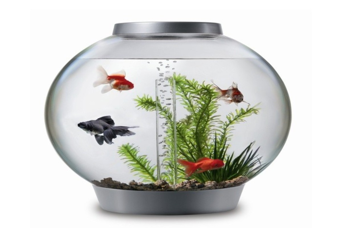 Bể cá nhỏ hình tròn với đèn LED tạo điểm nhấn cho bàn