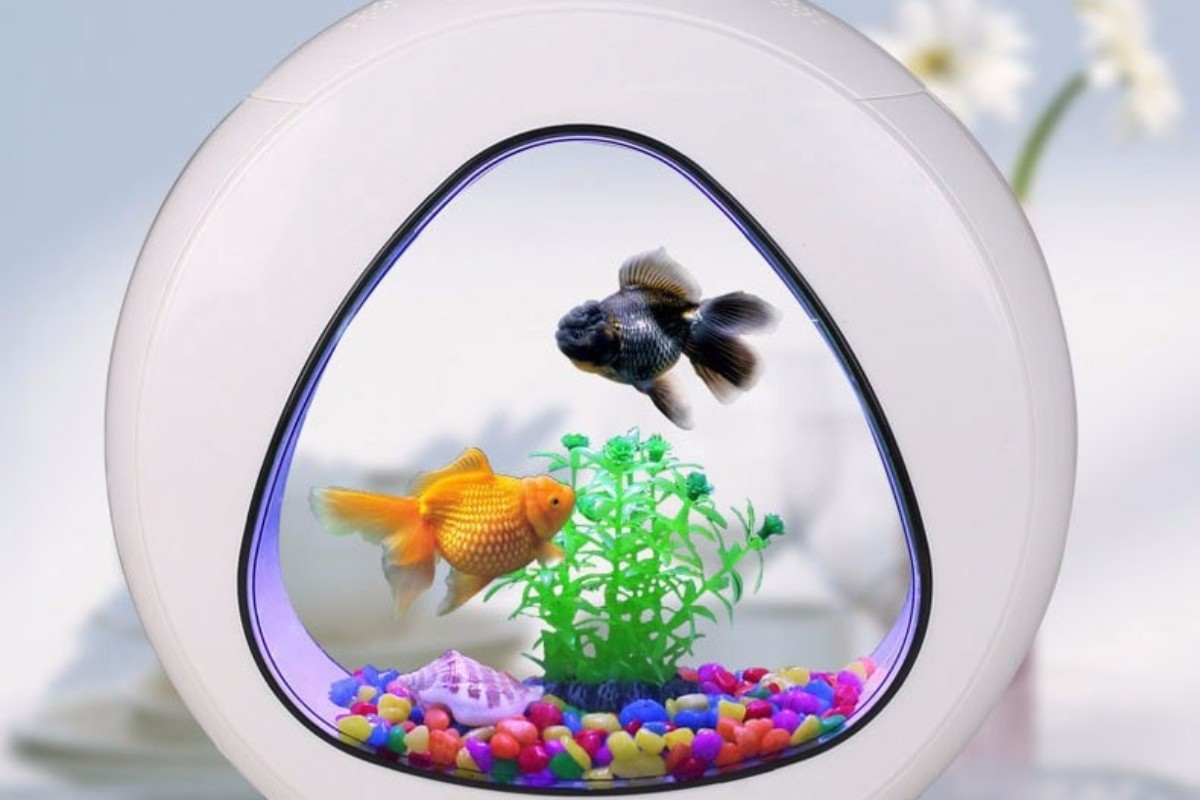 Bể cá thủy sinh mini có tiểu cảnh núi đá và cây cảnh