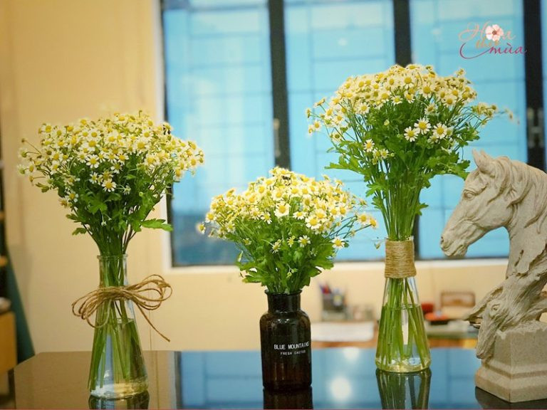 Bó hoa cúc Tana trắng tinh khôi là lựa chọn ưu tiên cho bàn làm việc