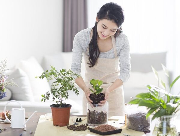Bổ sung dinh dưỡng và thay đất định kỳ giúp cây cảnh nhỏ để bàn làm việc phát triển khỏe mạnh