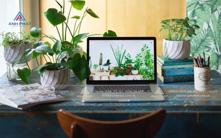 Bộ sưu tập cây cảnh nhỏ gọn trang trí bàn làm việc cho người mệnh Mộc