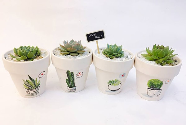 Bố trí chậu sen đá nhỏ trên góc bàn làm việc
