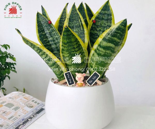 Bức ảnh các loại cây cảnh nhỏ xinh lý tưởng để bàn làm việc, đặc biệt hợp với người sinh năm 1997 mệnh Thủy.