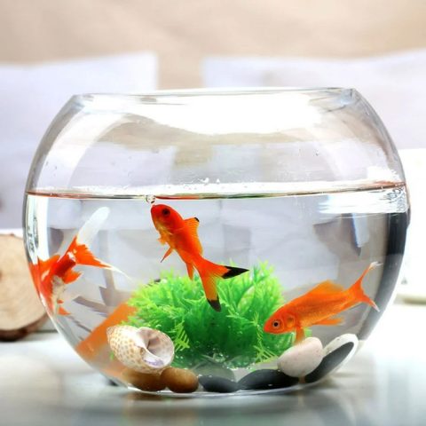 Cách hóa giải hướng bàn làm việc tuyệt mệnh bằng chậu cá