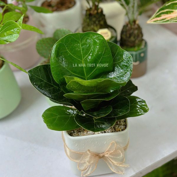 Cây bàng Singapore mini với lá to bản mang phong cách hiện đại cho bàn làm việc