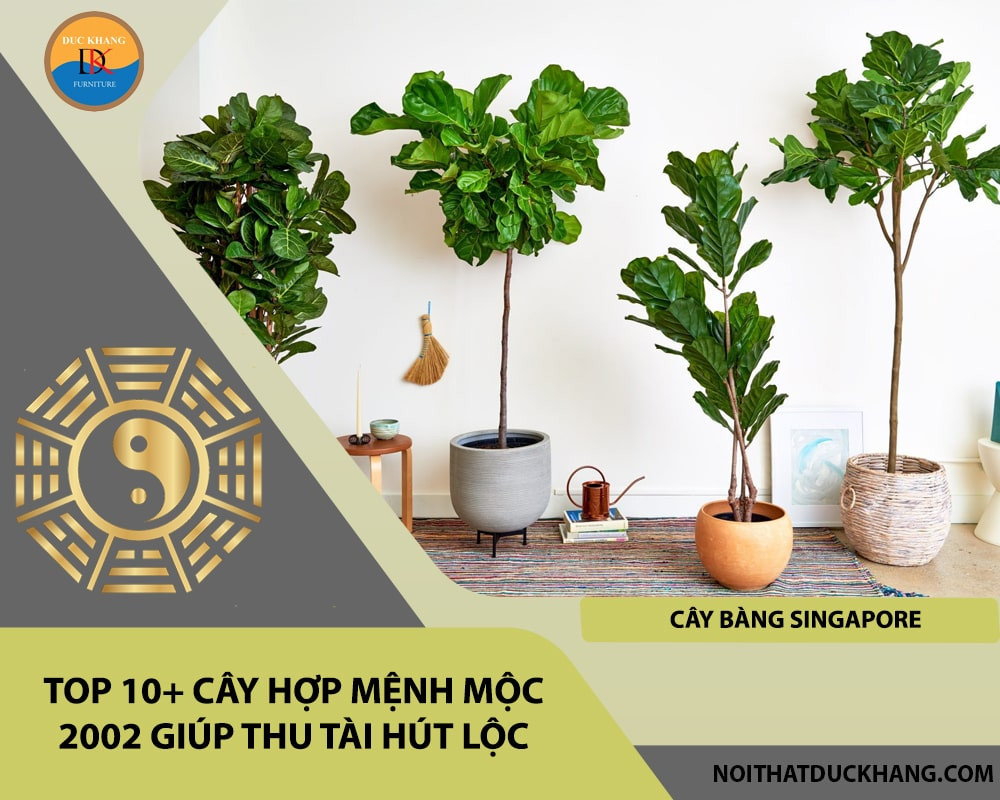 Cây Bàng Singapore phong thủy cho 2002