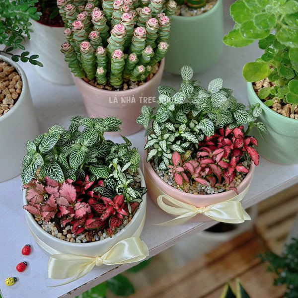 Cây cẩm nhung mini nhiều màu sắc tạo điểm nhấn cho bàn làm việc