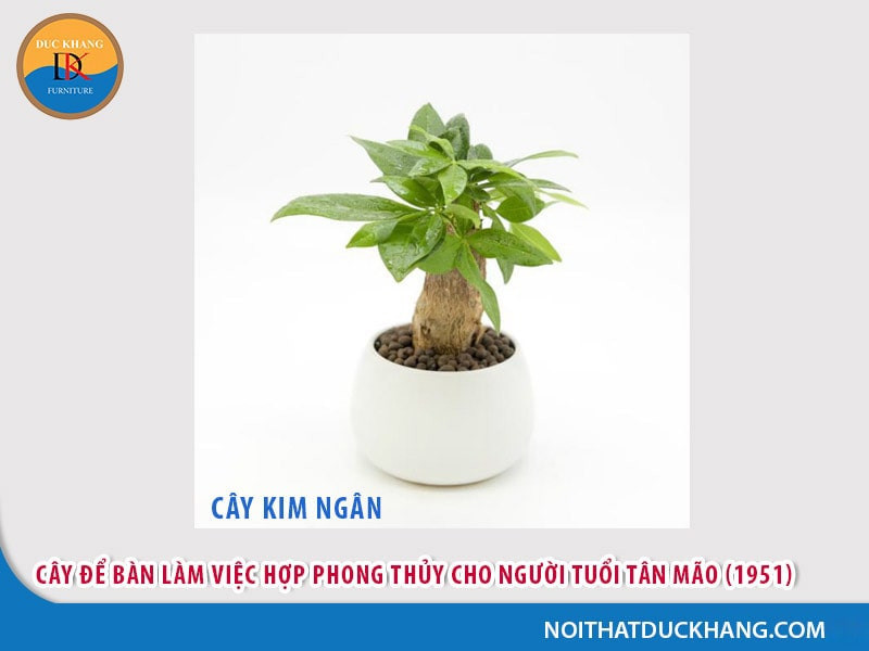 Cây cảnh phong thủy cho người sinh năm 1963