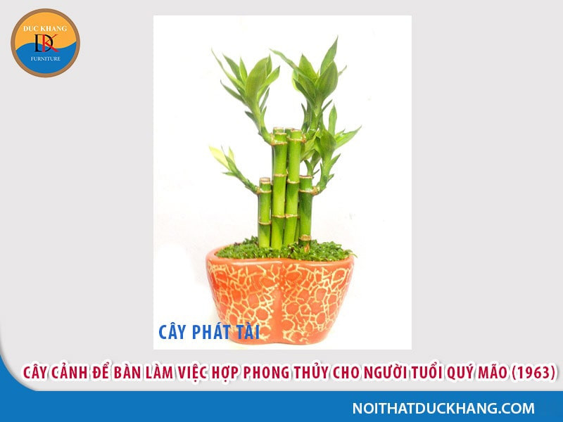 Cây cảnh phong thủy cho người sinh năm 1975