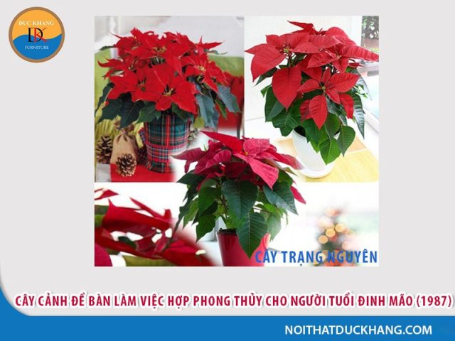 Cây cảnh phong thủy cho người sinh năm 1987