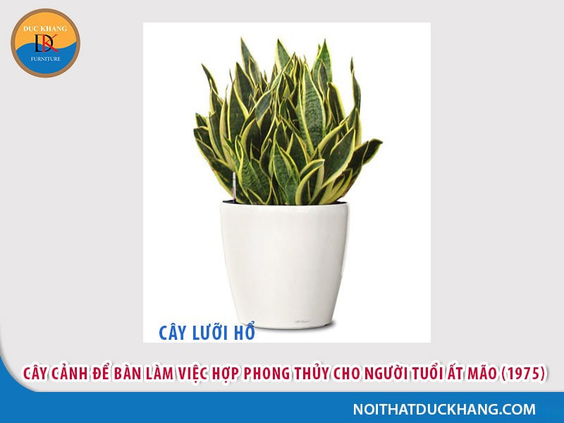 Cây cảnh phong thủy cho người sinh năm 1999