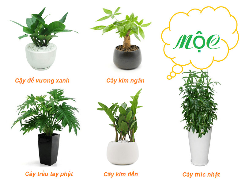 Cây cảnh phong thủy để bàn làm việc giúp người mệnh Mộc thu hút năng lượng tốt