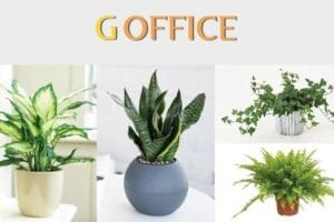 Cây cảnh và vật phẩm phong thủy mang lại may mắn cho bàn làm việc mệnh Thổ