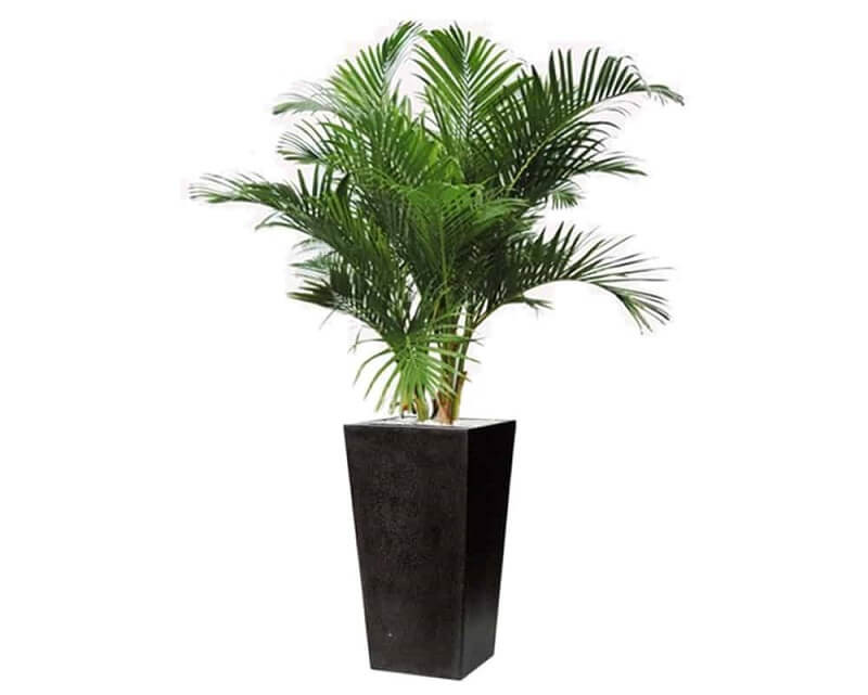 Cây Cau Nhật để bàn