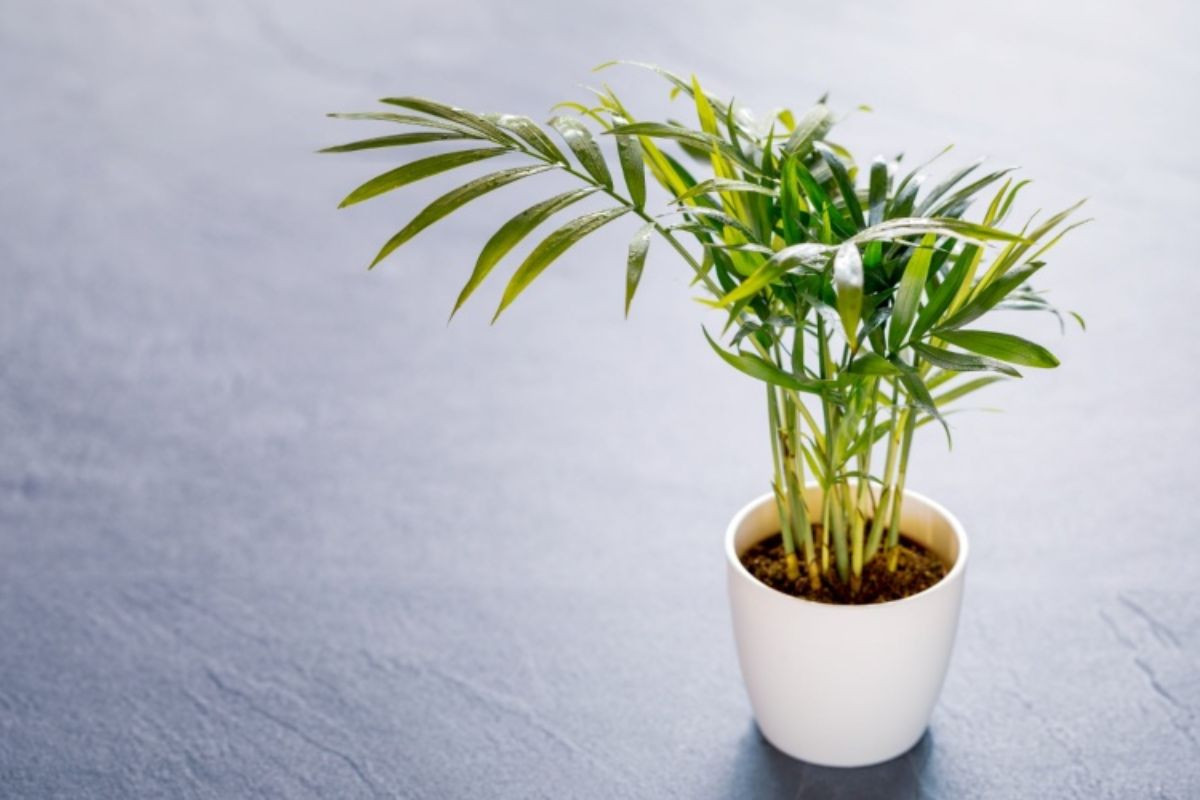 Cây Cau Tiểu Trâm biểu hiện sự linh hoạt và sáng tạo cho người tuổi Dậu