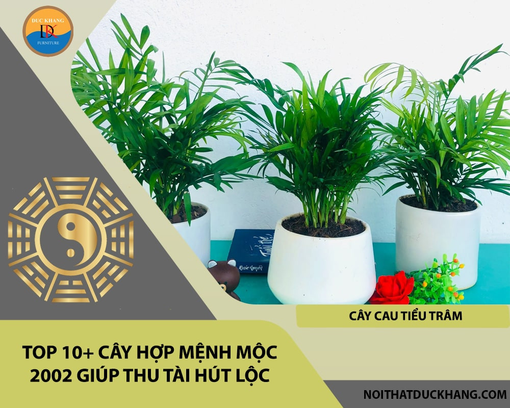 Cây Cau Tiểu Trâm phong thủy cho tuổi 2002