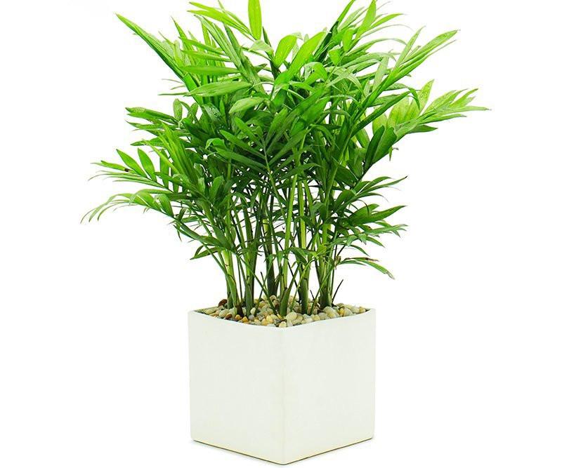 Cây Cau Tiểu Trâm trong chậu vuông để bàn làm việc