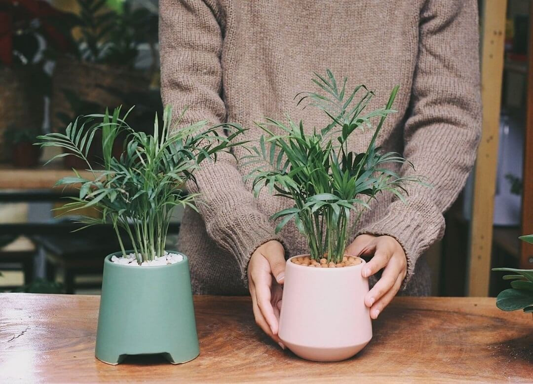 Cây cau tiểu trâm xanh tươi đặt trên bàn làm việc, vật phẩm phong thủy lý tưởng cho người mệnh Mộc, tăng cường sinh khí.