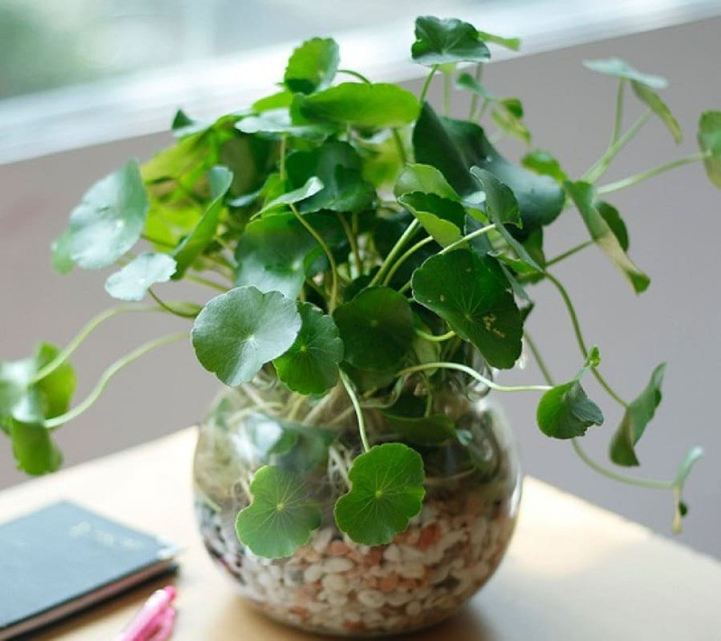 Cây cỏ đồng tiền với vẻ đẹp nhẹ nhàng, mang lại may mắn cho mệnh hỏa