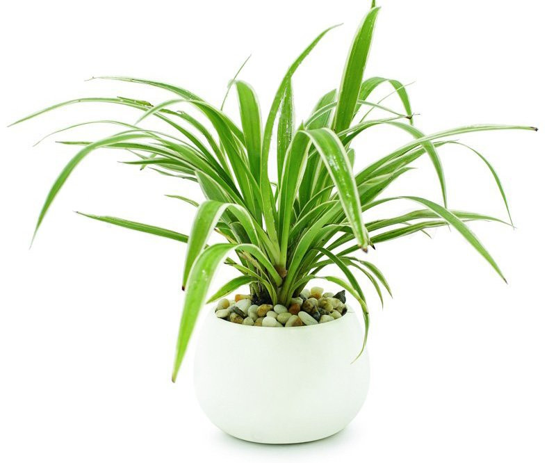 Cây Cỏ Lan Chi dạng thủy canh trên bàn làm việc