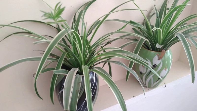 Cây Dây Nhện với lá xanh trắng tạo cảm giác bình an