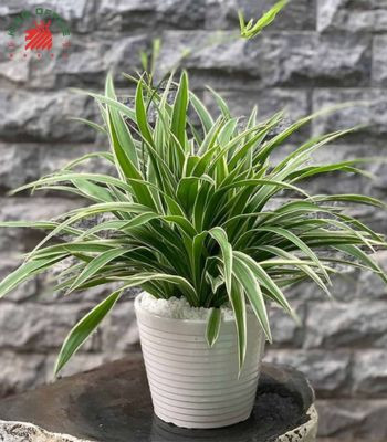 Cây Dây Nhện xanh tươi đặt trên bàn làm việc mang lại may mắn cho tuổi Kỷ Mùi