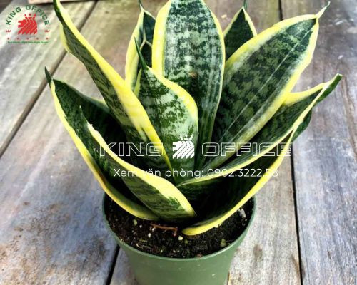 cây để bàn hợp tuổi Quý Dậu - Cây Lưỡi Hổ