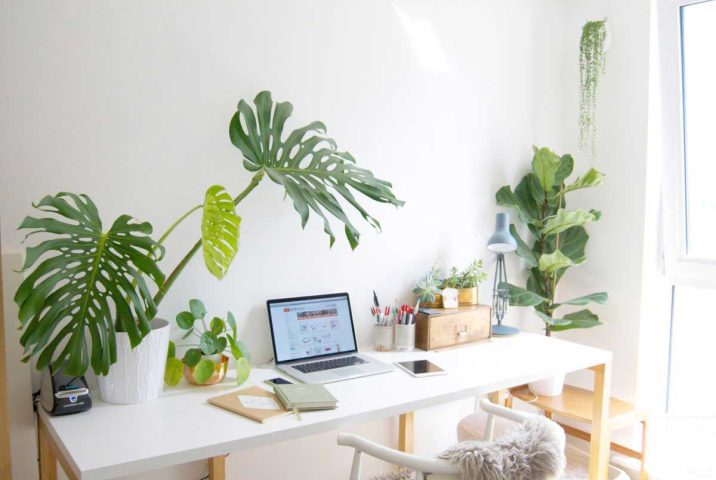 Cây để bàn làm việc mang lại nhiều lợi ích