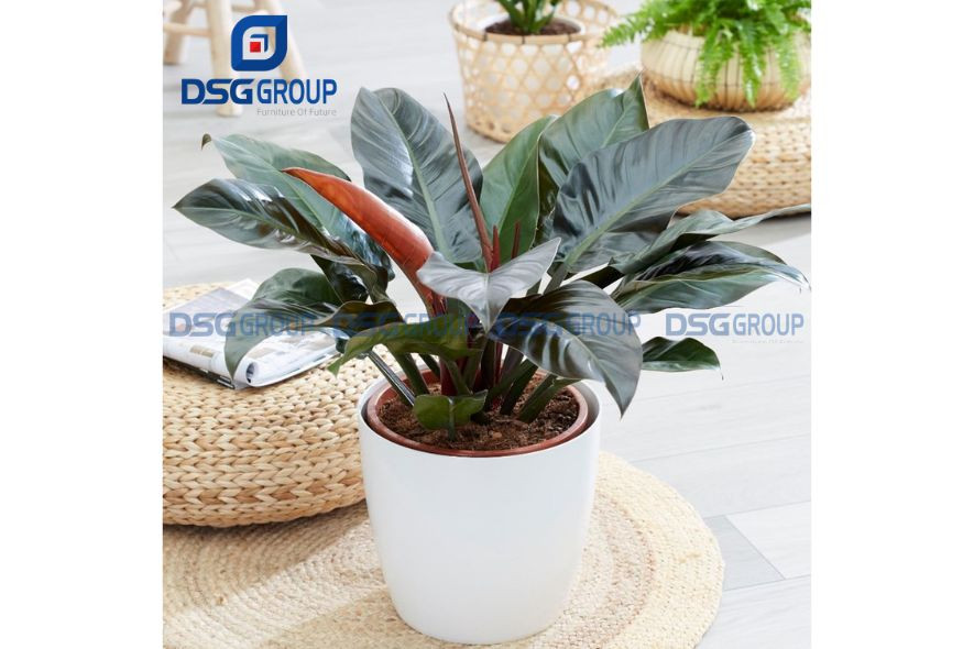 Cây đế vương đỏ với lá xanh và viền đỏ nổi bật, mang lại may mắn cho gia chủ mệnh Thổ