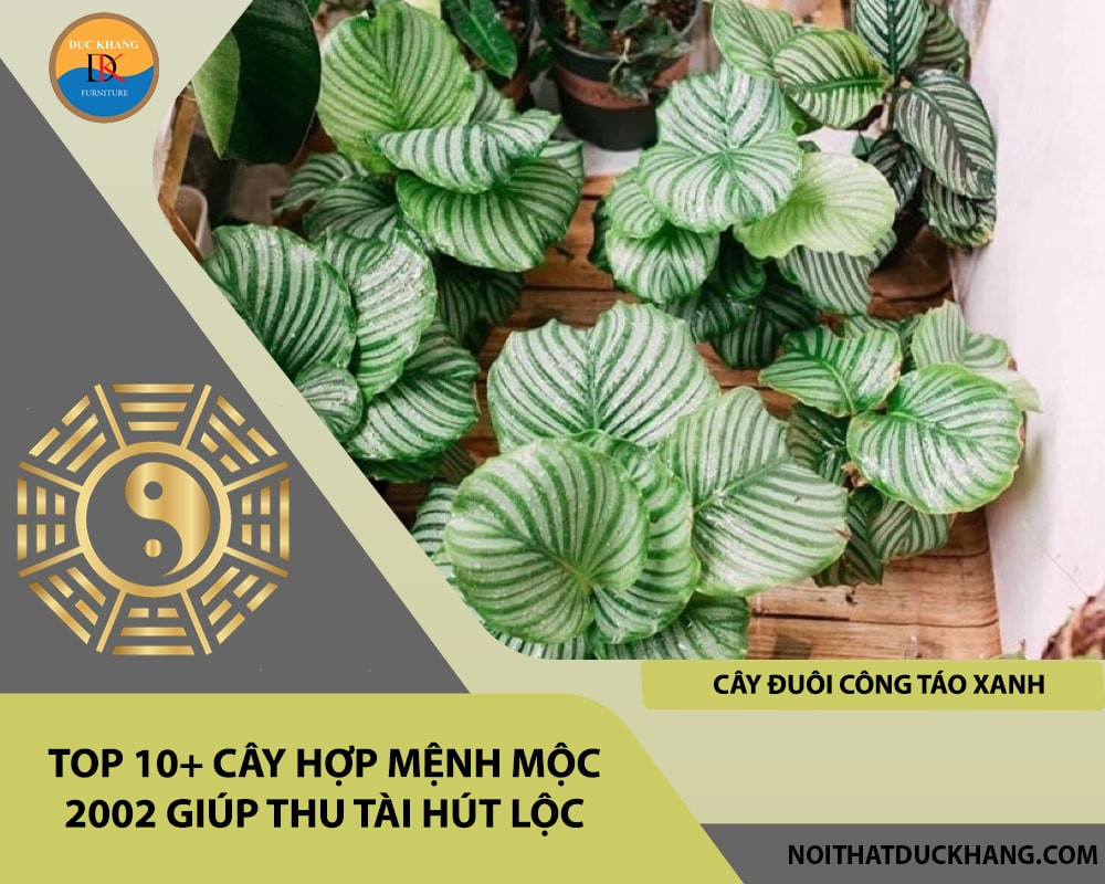 Cây Đuôi Công Táo Xanh phong thủy cho người sinh năm 2002
