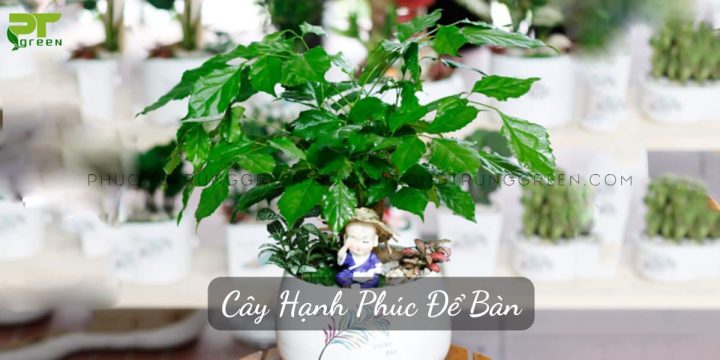 Cây hạnh phúc để bàn làm việc xanh tươi