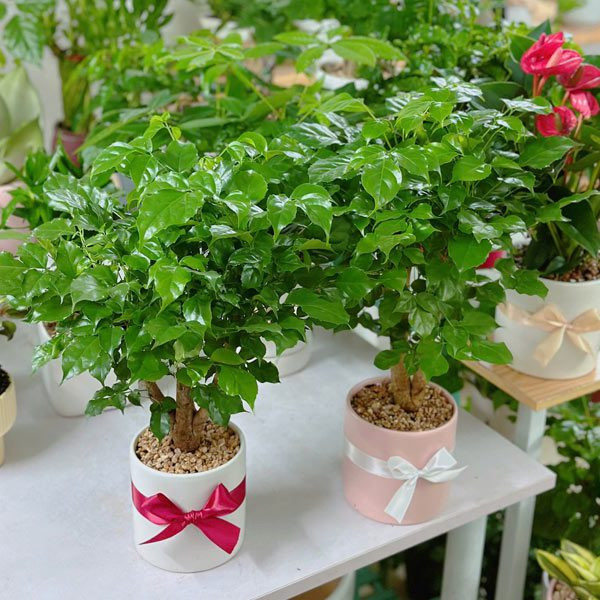 Cây hạnh phúc mini với lá xanh tươi, sum suê làm đẹp bàn làm việc