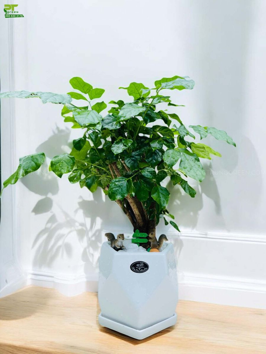 Cây hạnh phúc trên bàn làm việc cùng máy tính
