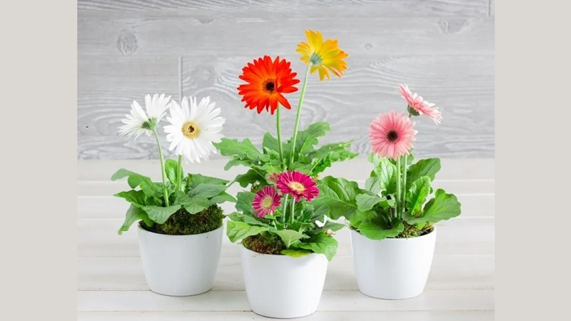 Cây Hoa Đồng Tiền với sắc vàng rực rỡ thu hút tài lộc