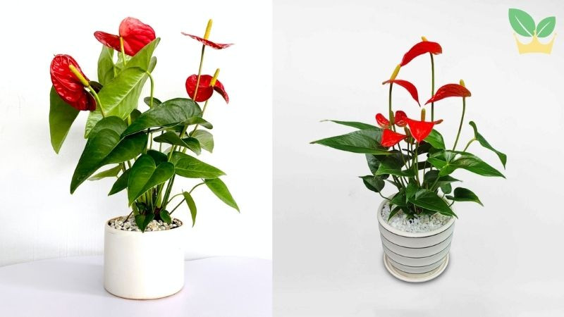 Cây Hồng Môn với hoa đỏ rực rỡ, biểu tượng của may mắn cho 1994