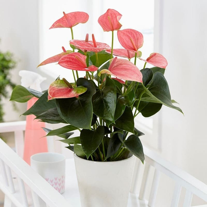 Cây Hồng Môn với hoa đỏ rực rỡ là cây phong thủy hợp mệnh Hỏa