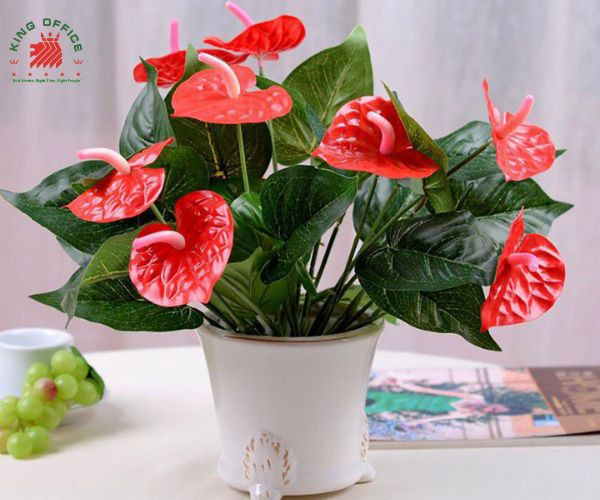 Cây Hồng Môn với hoa đỏ rực rỡ, phù hợp bàn làm việc nam 1987