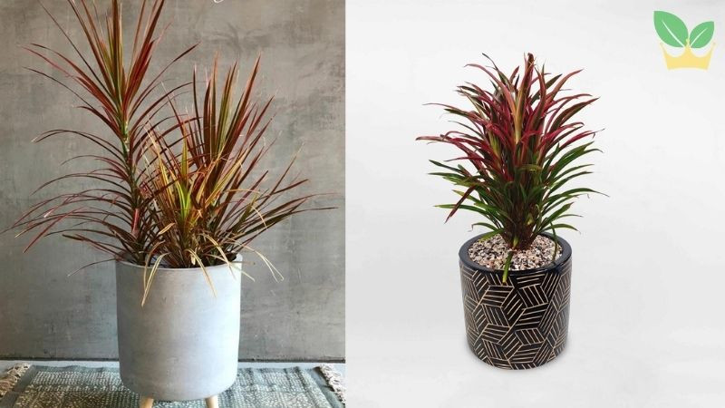 Cây Huyết Dụ với lá đỏ rực rỡ, tượng trưng cho nghị lực