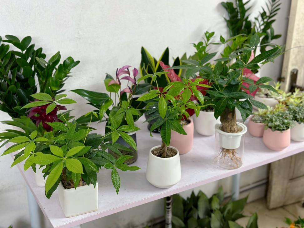 Cây kim ngân mini với thân tết độc đáo trên bàn làm việc văn phòng